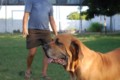 Padreadores - Fila Brasileiro Dourado - Canil Singular - Kaizer